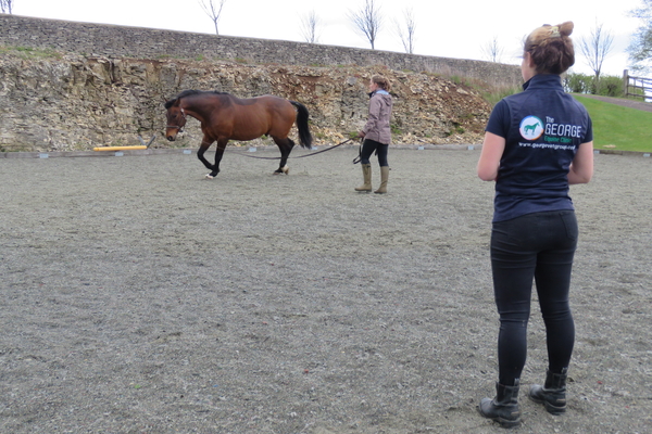 equine lunging